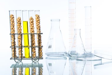Soya genetiği değiştirilmiş, bitki hücre