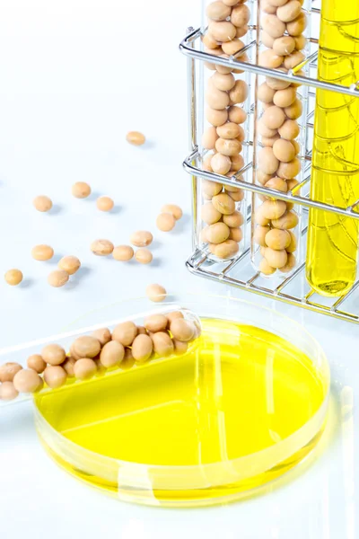 Soybean genetically modified, Plant Cell — Stock Photo, Image