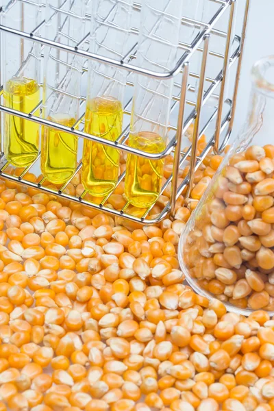Pesquisa energia do milho, biocombustível e gmo em laboratório — Fotografia de Stock