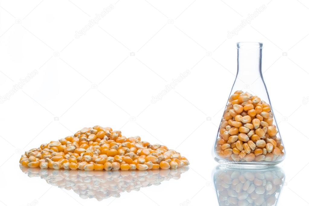 Research corn, biofuel and gmo — Stock Photo © primagefactory 94276704