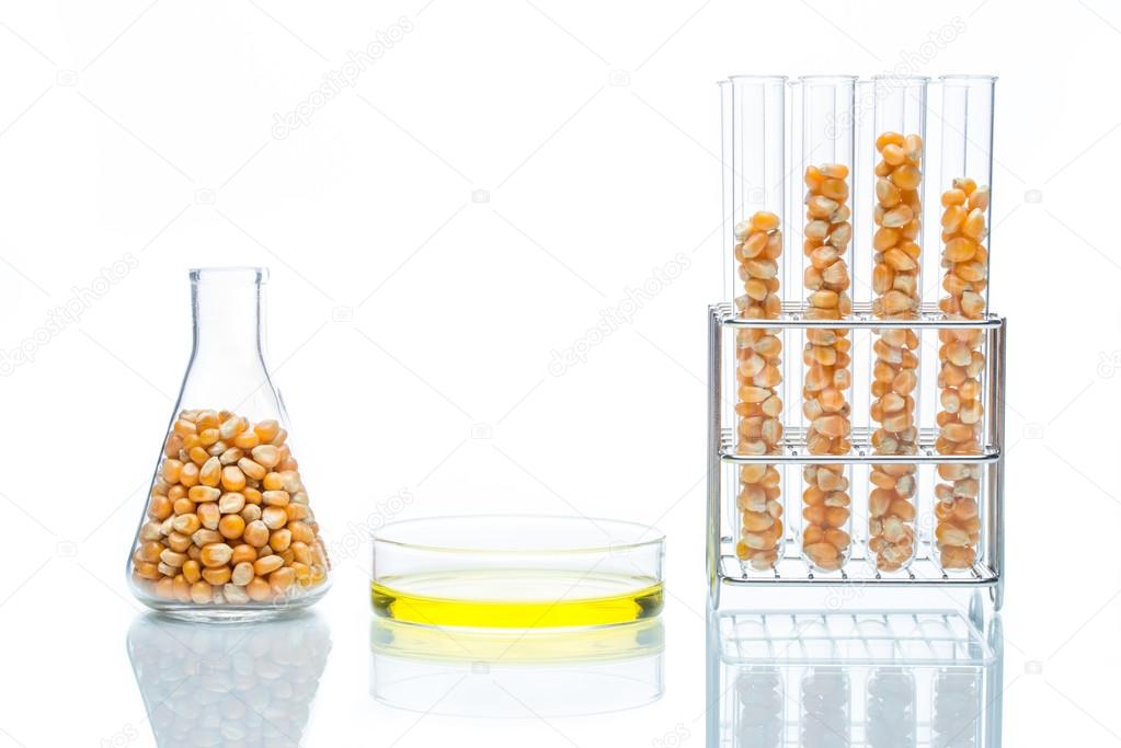 Research corn energy, biofuel and gmo in laboratory