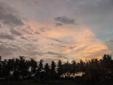 Palmiye ağaçlarının arkasında destansı günbatımı