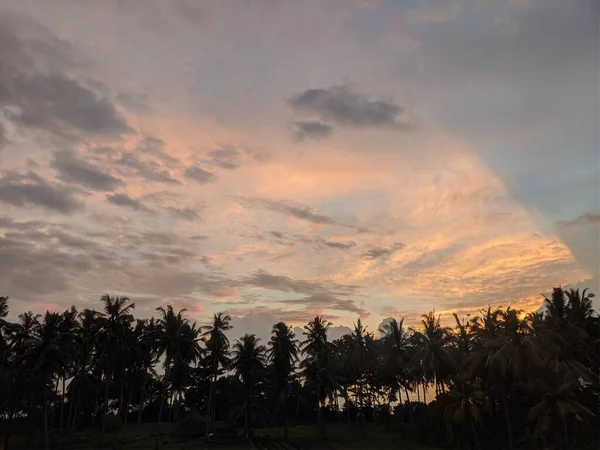 Palmiye ağaçlarının arkasında destansı günbatımı