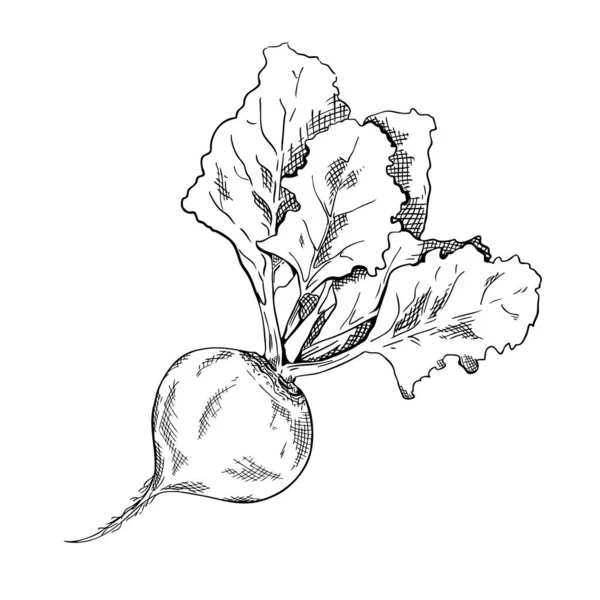 Desenho desenhado à mão de beterraba. Esboço orgânico Legumes. Ilustração vetorial de estilo gravado. Pode ser usado para menus, brochuras, banners, rótulos —  Vetores de Stock