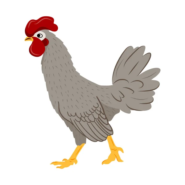 Schattige grijze haan. Boerderij huisvogels. Vector illustratie van een kip in een platte stijl. — Stockvector