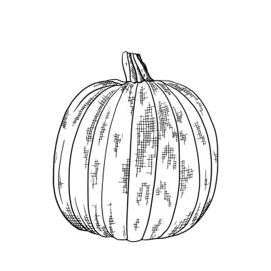 Balkabağı eli çizimi. Organik eskiz sebze hasadı. Oymalı stil vektör illüstrasyonu. Menüler, broşürler, afişler, etiketler için kullanılabilir