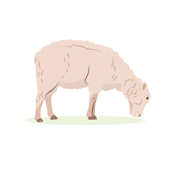 Concept d'animaux de ferme. Conception détaillée du vecteur plat du jeune agneau, vue latérale. Mouton avec manteau en laine beige. Animal domestique. Illustration de l'élevage — Image vectorielle