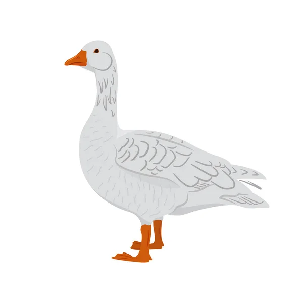 Ganso branco adorável isolado no fundo branco. Aves domésticas. Ilustração vetorial de animais de fazenda em estilo plano. —  Vetores de Stock