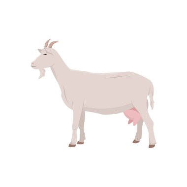 Sevimli keçi. Köy hayvanı. Beyaz arka planda izole edilmiş bir karakter. Düz bir şekilde vektör illüstrasyonu