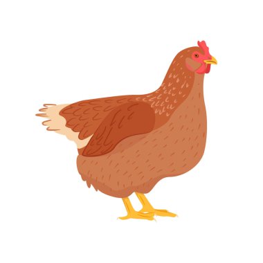 Sevimli kahverengi tavuk. Çiftlik kuşları. Düz bir tavuğun vektör çizimi.