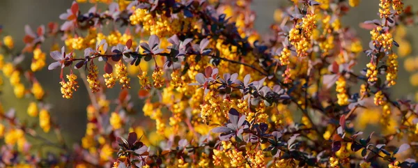 Çiçek açan barberis arka plan