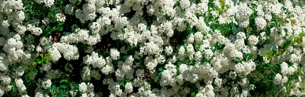 Gyöngyvessző alpesi tavaszi virág — Stock Fotó