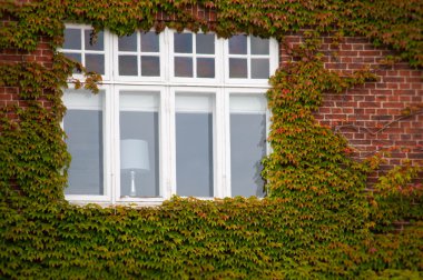 Dikey yeşil sarmaşık tuğla duvar penceresiyle