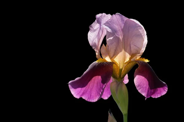 Violet iris isolated on black — Stock Photo, Image