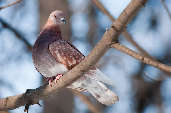 Brown pegion on a tree branch — Stock Photo, Image