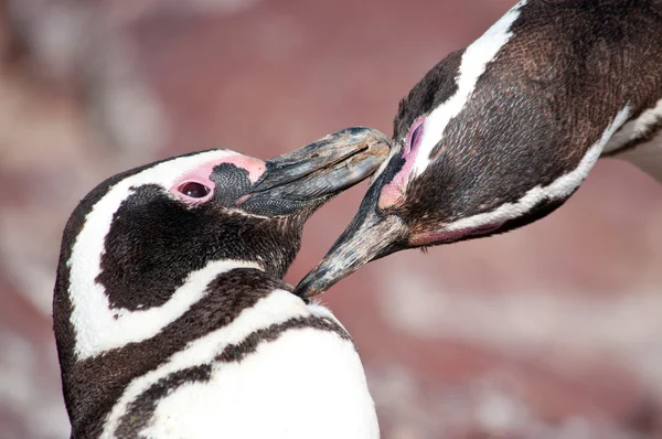 Pinguins apaixonados — Fotografia de Stock