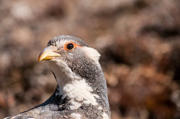 Harmaa peltopyy pään lähikuva — kuvapankkivalokuva