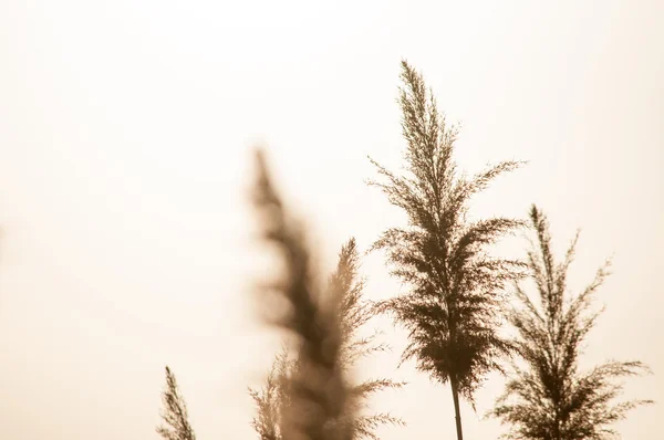 Arbusto seco panículas de grama no fundo branco — Fotografia de Stock