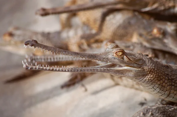 Jovem gavial em berçário de crocodilo — Fotografia de Stock