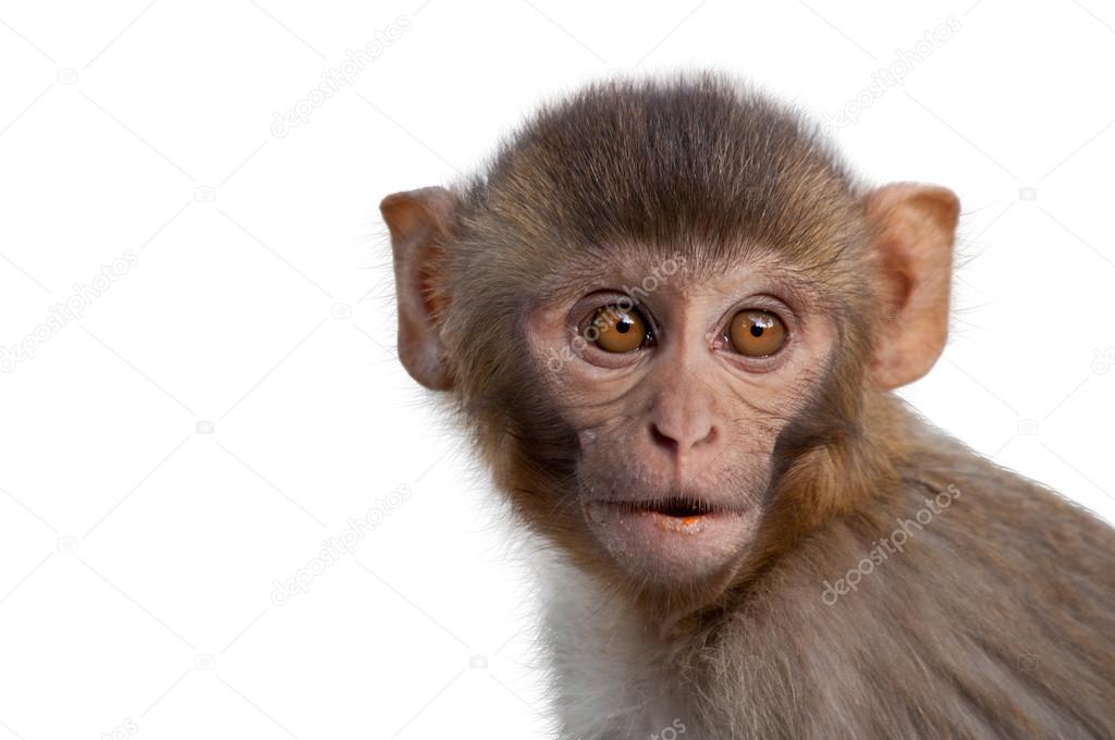 Portrait of macaque