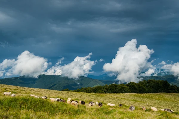 在喀尔巴阡山绵羊牧场 — 图库照片