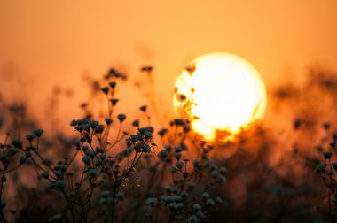 Sunrise alanlardaki