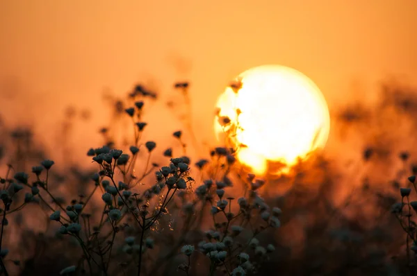 Salida del sol en los campos — Foto de Stock