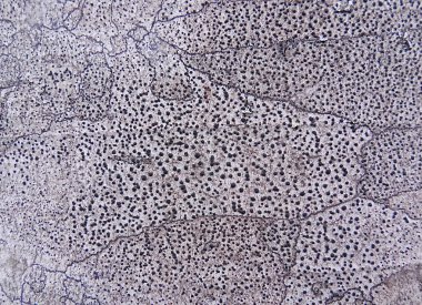 Ağaç kabuğu dokusu