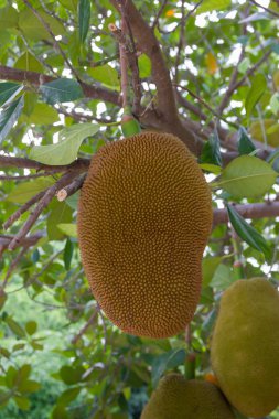 Bahçedeki ağaçtaki meyveler