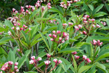 pembe çiçekler açar bir yeşil ağaç üzerinde
