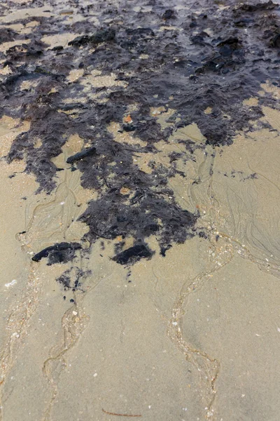 해안 지역은 진흙으로 가득 차 있습니다. — 스톡 사진