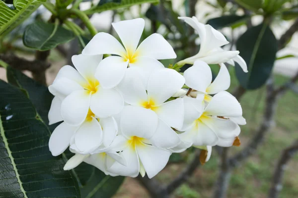 Weiße Lelawadee-Blume — Stockfoto