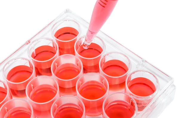 24 well plate red solution — Stock Photo, Image