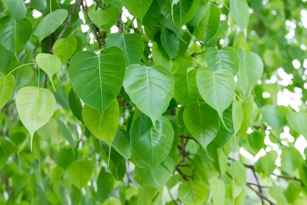 Bodhi yaprak bodhi ağacı