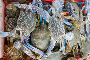 Turuncu sepet içinde ham Yengeç