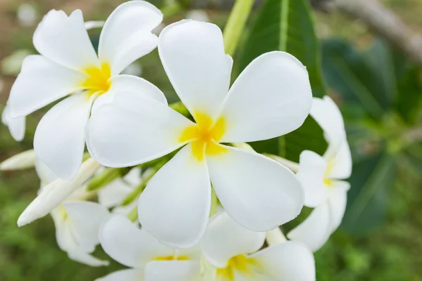 Flor de lelawadee branca — Fotografia de Stock