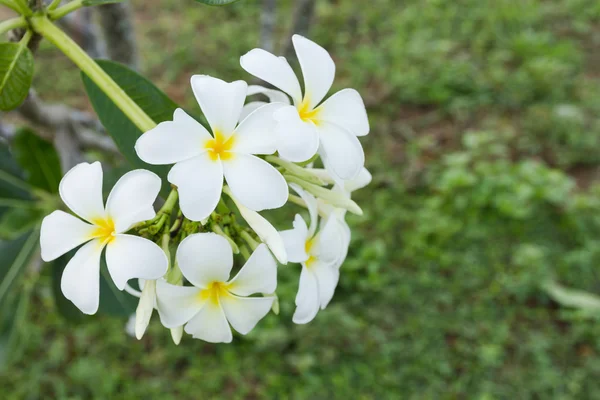 Weiße Lelawadee-Blume — Stockfoto