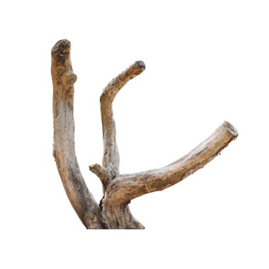 dead wood log 