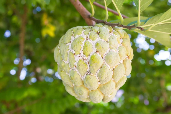 Custard apple fruit with mealybugs 图库图片