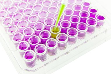 çok kanallı pipet 96 wells plaka üzerinde örnek test