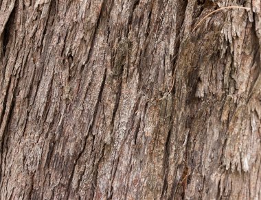 çok kanallı pipet 96 wells plaka üzerinde örnek test