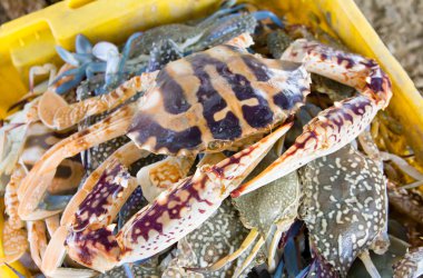 Çiğ kırmızı mavi yengeç sarı sepeti