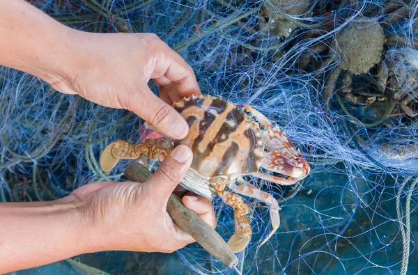 Pescador liberar caranguejo azul na rede — Fotografia de Stock