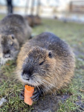 Sabahları havuçtan daha iyi ne olabilir ki??