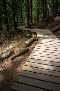 Deep Cove-Quarry Kaya Yürüyüşü: Ferahlatıcı Orman