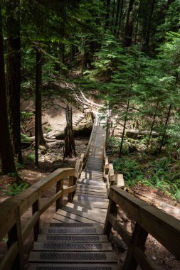 Deep Cove-Quarry Kaya Yürüyüşü: Ferahlatıcı Orman