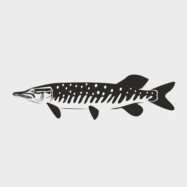 Pike fish vector illustration on white background — Stock Illustration Pike fish vector illustration on white background Vector Graphics