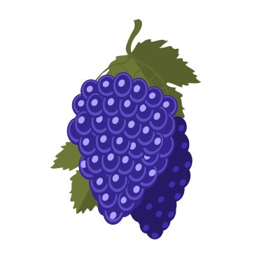 Yeşil yapraklı bir demet mavi üzüm. Taze olgun üzüm kümesi.