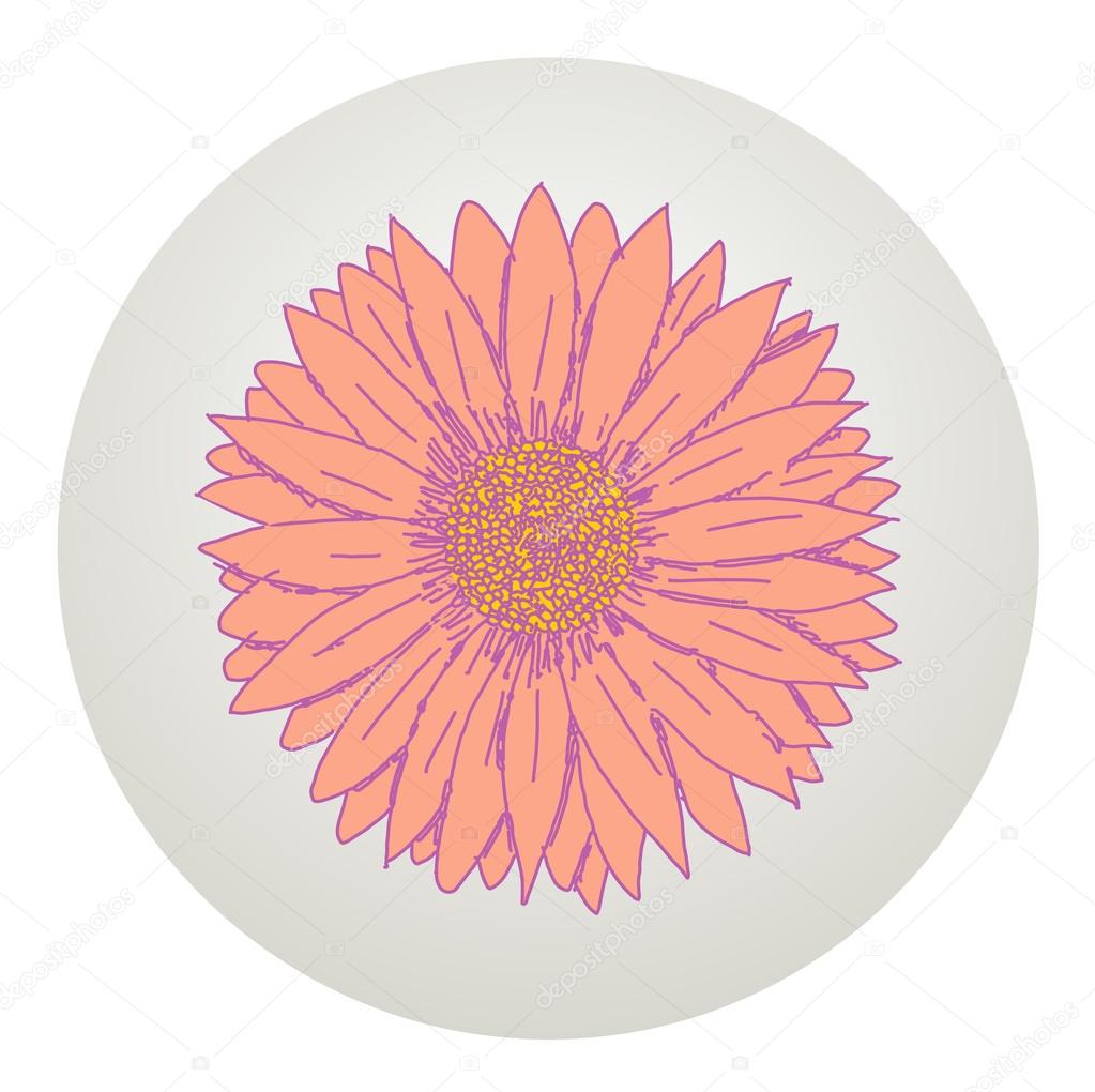 Gerbera daisy — Stock Vector © Woters 72125467