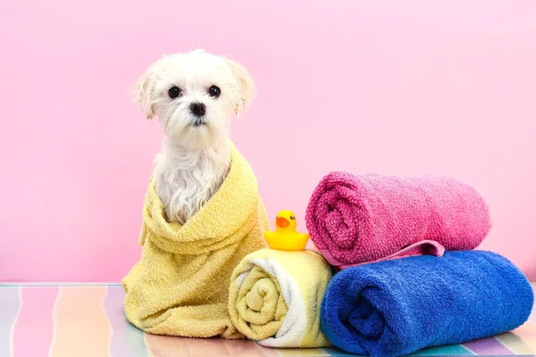 A small white dog is washed and dried with towels, which would then be trimmed.